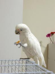 cockatoo on cage eating